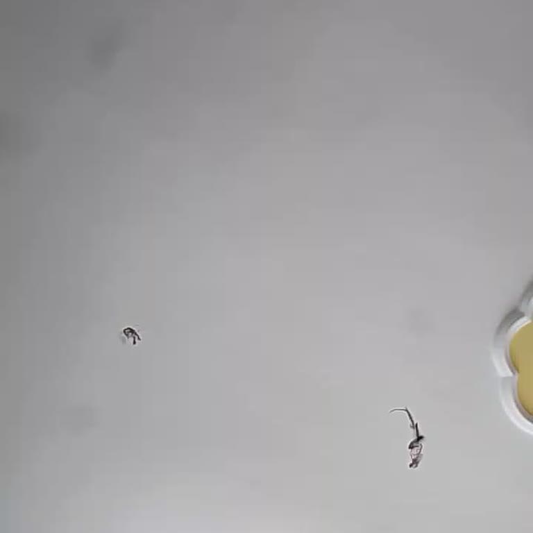 Yeni Alınan Telefonun Ön Kamerasında Leke Sorunu