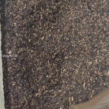 Berk Harman Çay, Çay Değil Bildiğimiz Ağaç Yaprağı!