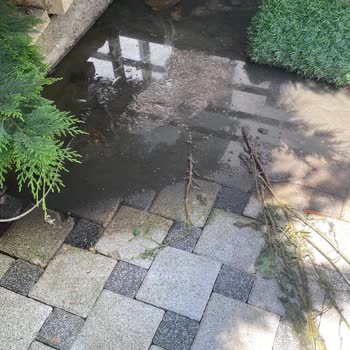 Bahçedeki Ve Dairedeki Gider Taşması Sorunu Çözülemiyor
