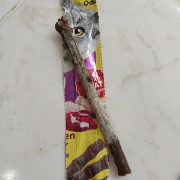 Küflü Kedi Maması Sağlık Sorununa Neden Oldu