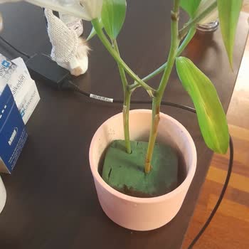 Saksıda Toprak Yerine Süngerle Gönderilen Lilyum Tam Bir Hayal Kırıklığı