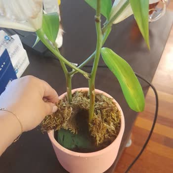 Saksıda Toprak Yerine Süngerle Gönderilen Lilyum Tam Bir Hayal Kırıklığı
