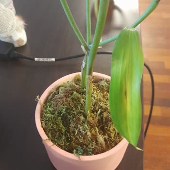 Saksıda Toprak Yerine Süngerle Gönderilen Lilyum Tam Bir Hayal Kırıklığı