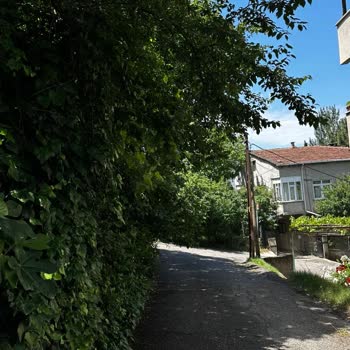 Kartal Belediyesi Yola Sarkan Ağaç Dalları Araçlara Zarar Veriyor