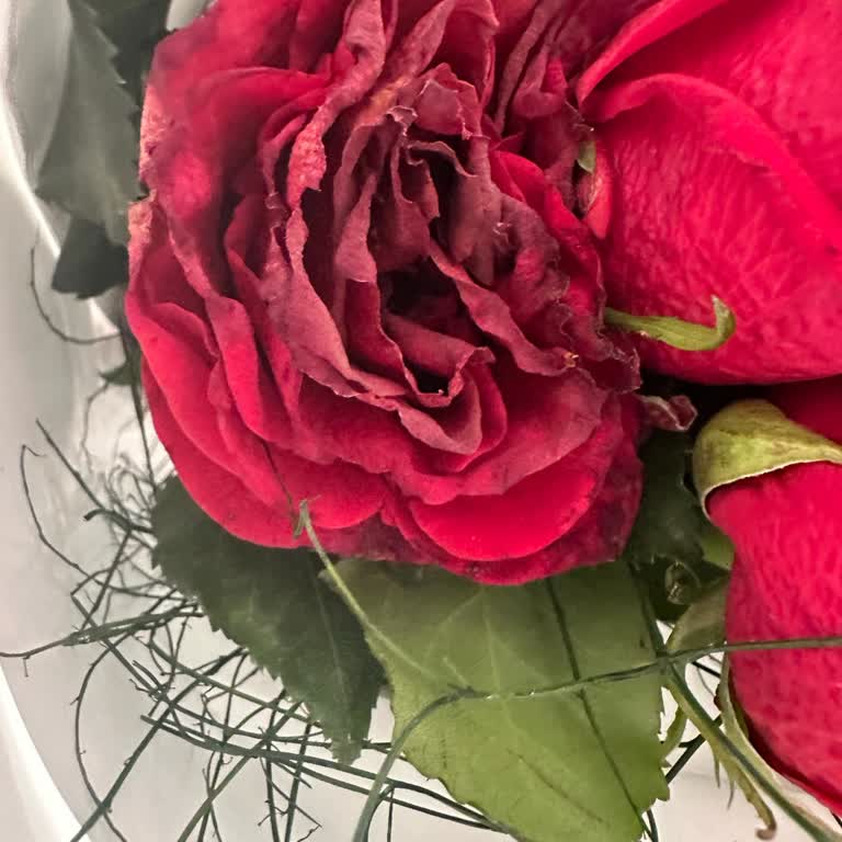 Solmuş Ve Kurumuş Güller, İlgisiz Müşteri Hizmeti