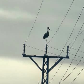 Leyleklerin Elektrik Direklerinde Hayatını Kaybetmesini Önleyecek Önlemlerin Alınması Talebi