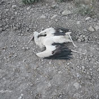 Leyleklerin Elektrik Direklerinde Ölümüne Karşı Önlem Alınması Talebi