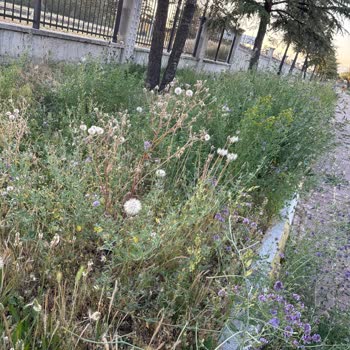 Masal Park'ta Bakımsızlık Çocukların Oyun Alanını Tehdit Ediyor