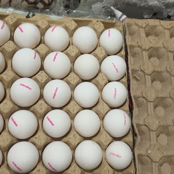 Tarım Gıda Tavukçuluk Kod Basılmamış Yumurtalar Satıyor