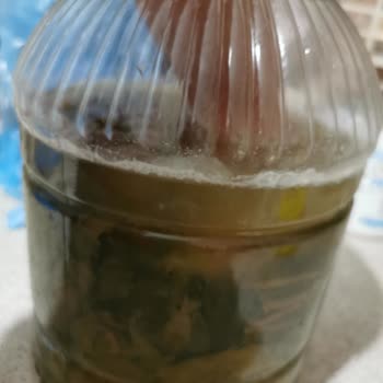 Dalından Tazecik Siparişimde Sorun Yaşama