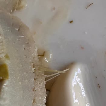 Enginar Siparişimde Gecikme, Kalitesiz Ürün Ve Kötü Müşteri Hizmeti