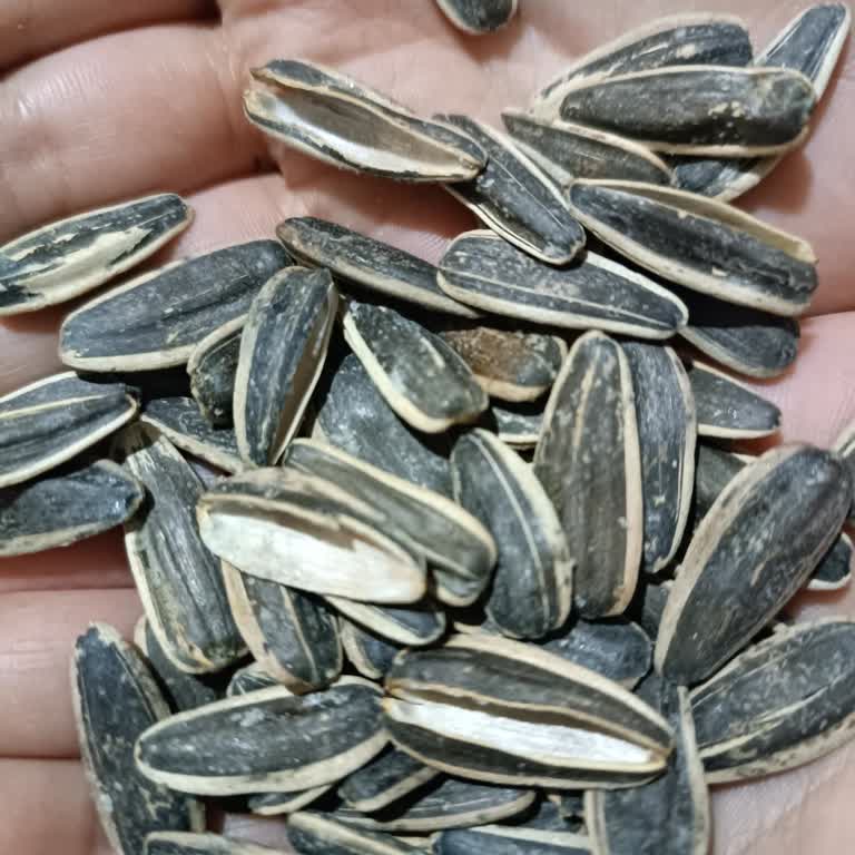 Aldığım Çekirdekler Boş Çıktı, Hayal Kırıklığına Uğradım