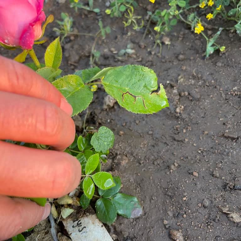 Alibotanik.com Aldığım Bulgar Gülleri Beklediğim Gibi Çıkmadı Ve Firma İlgisiz Kaldı