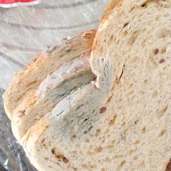 Carrefour SA’dan Aldığım Ekmek Küflü Çıktı!
