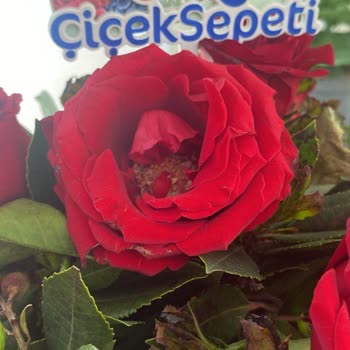 Anneler Günü Siparişim Özensiz Ve Zamanında Çözülmedi