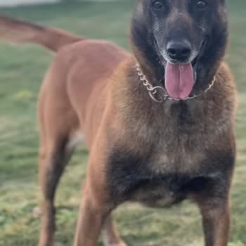 Başıboş Köpek Saldırısı Sonrası Acil Müdahale Ve Güvenlik Talebi