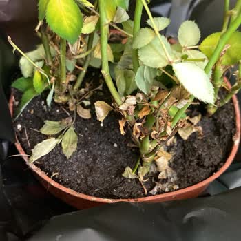 Yanlış Ürün Ve Kötü Satıcı Davranışı