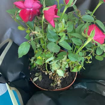 Yanlış Ürün Ve Kötü Satıcı Davranışı