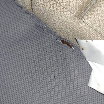 Aldığım Yatakta Sürekli Tahtakurusu Sorunu Yaşıyorum