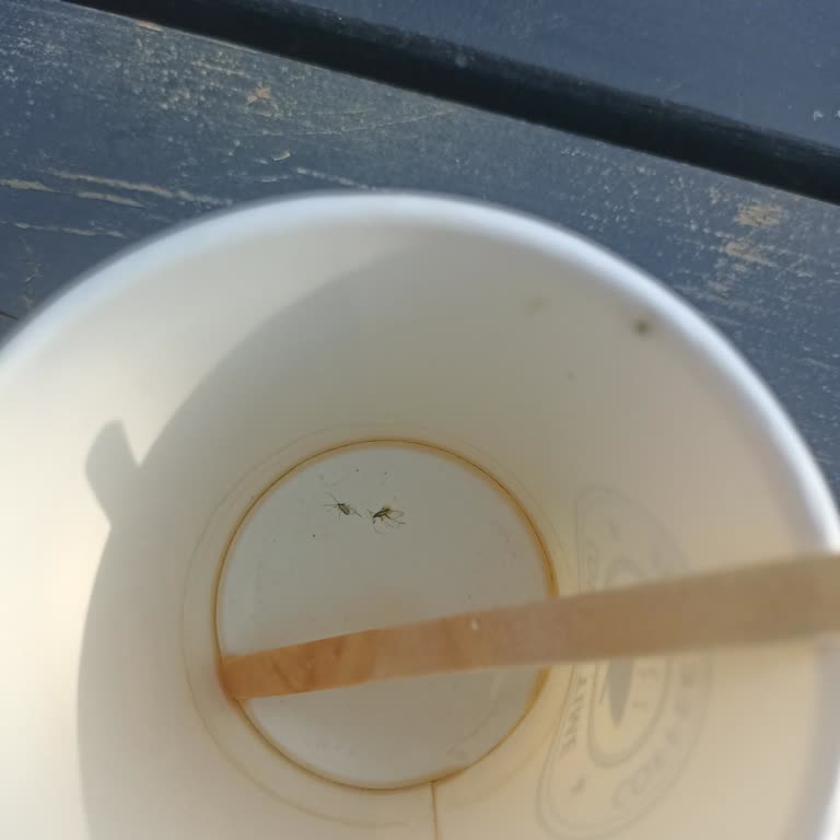 Silivri Parklarında Sinek Sorunu ve İlaçlama Talebi