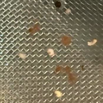 Nestle Nesquik Ürününde Kurtlar Çıktı, Çocuklarımın Sağlığından Endişeliyim