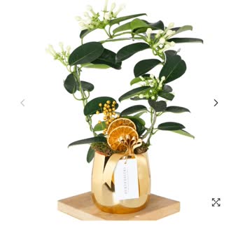 Heryerbitki Gönderilen Yasemin Bitkisi Kısa Sürede Soldu, Müşteri Hizmetlerine Ulaşılamadı