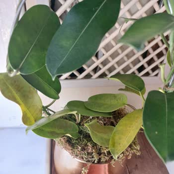 Heryerbitki Gönderilen Yasemin Bitkisi Kısa Sürede Soldu, Müşteri Hizmetlerine Ulaşılamadı