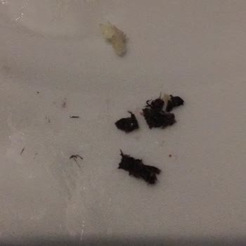 Yemekte Böcek Şoku Ve İlgisiz Müşteri Hizmeti