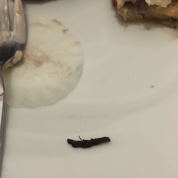 Yemekte Böcek Şoku Ve İlgisiz Müşteri Hizmeti