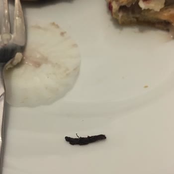 Yemekte Böcek Şoku Ve İlgisiz Müşteri Hizmeti