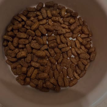 Aldığım Kedi Maması Sahte Olabilir Mi