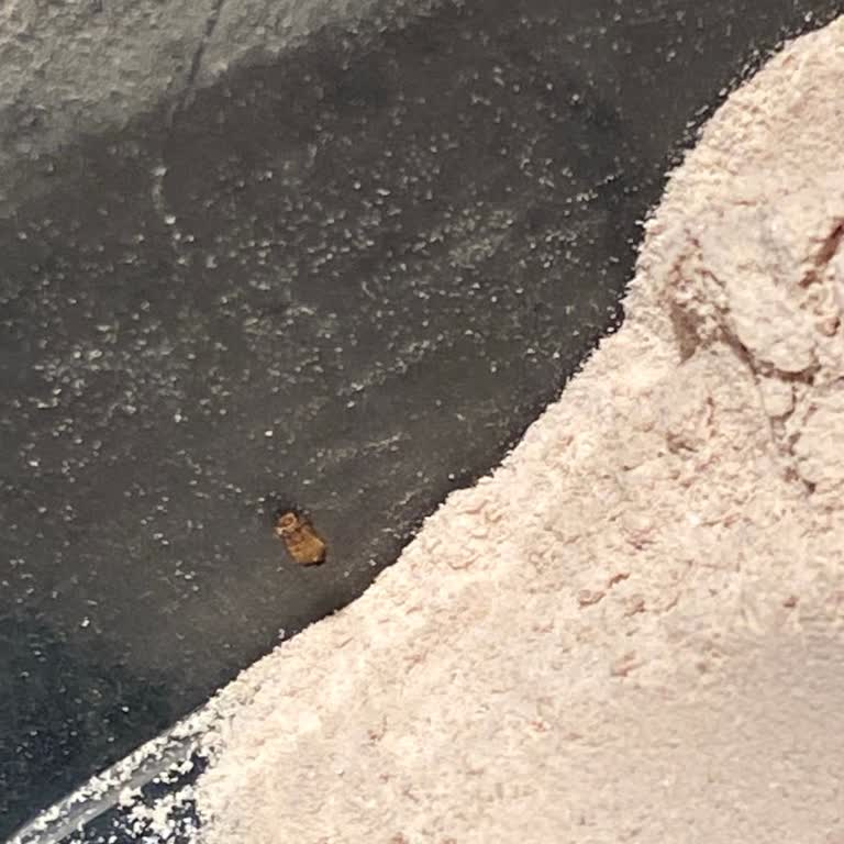 Satın Aldığım Üründen Kurt Çıktı, Müşteri Hizmetleri Ve Mağaza İlgisiz Kaldı