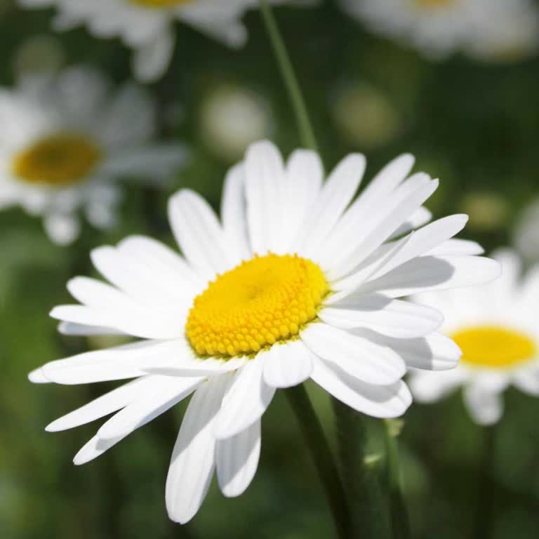 Samsung S21 FE'nin Şarjı Hızlı Bitiyor Ve Yavaş Doluyor