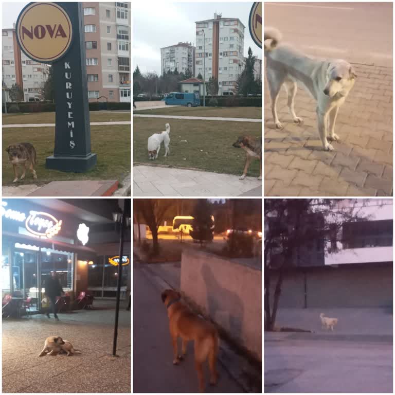 Başıboş Köpekler Çocuklarımıza Korku Yaşatıyor, Belediye Çözüm Sunmuyor