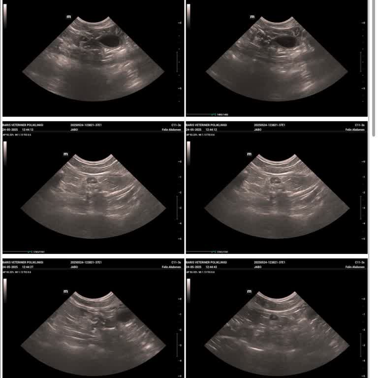 Kedimizin Kısırlaştırma Operasyonu Sonrası Yaşanan Sorunlar Ve İlgisizlik