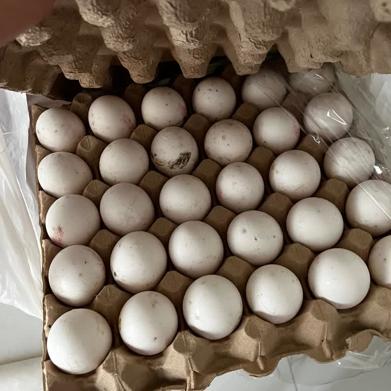 Aldığım Yumurtalar Küflü Ve Böcekli Çıktı Sağlığım Tehlikeye Girdi