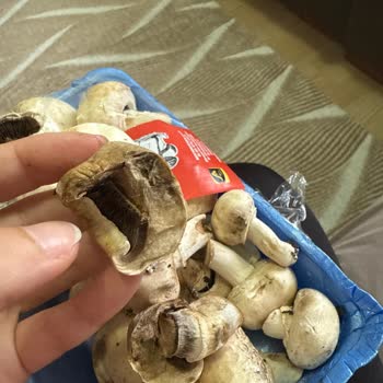 Happy Centerda Çürük Mantar Ve Sağlık Riski Endişesi