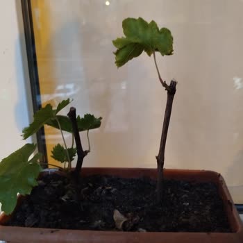 Trendyol Garden Online, S Alakasız Ürünler