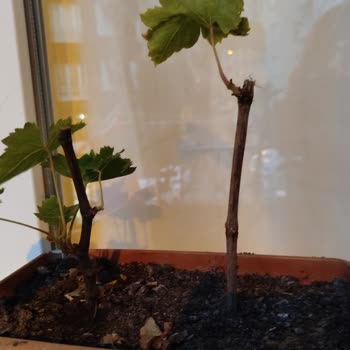 Trendyol Garden Online, S Alakasız Ürünler