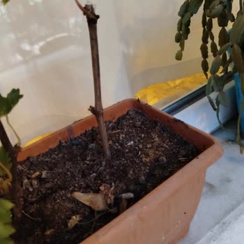 Trendyol Garden Online, S Alakasız Ürünler