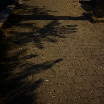 Sokak Süpürme Hizmeti Neden Durduruldu?