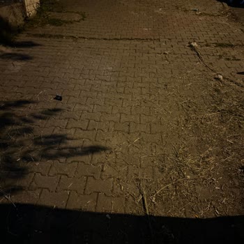 Sokak Süpürme Hizmeti Neden Durduruldu?