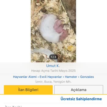 Ücretsiz Hamster İlanım Sürekli Reddediliyor, Çözüm Bekliyorum