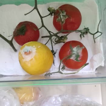 Arçelik Buzdolabında Sürekli Bozulma Ve Çözülmeyen Sorun