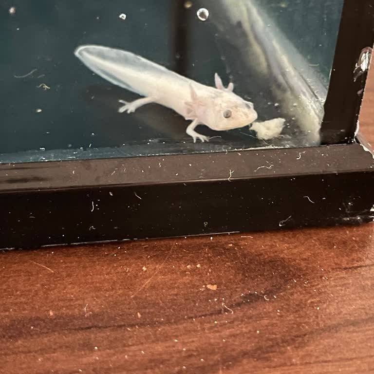 Aldığım Axolotl Hasta Geldi, İlgisiz Müşteri Hizmetiyle Karşılaştım