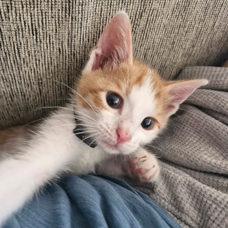 Yanlış Aşı Planlaması Sonucu Kedimizin Kaybı Ve Veteriner Hatası