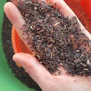 Çay Kalitesindeki Düşüş Ve İçerik Sorunu