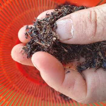 Çay Kalitesindeki Düşüş Ve İçerik Sorunu