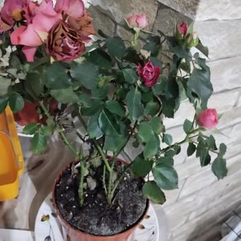 Yanıltıcı Ürün Ve Yetersiz Müşteri Hizmeti Nedeniyle Hayal Kırıklığı