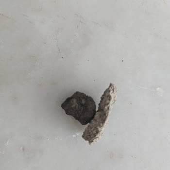 Karden Bitkisel Ürünler Hindiba Otu Aldım Paketin İçinden Taş Veya Toprak Benzeri Cisimler Çıktı!